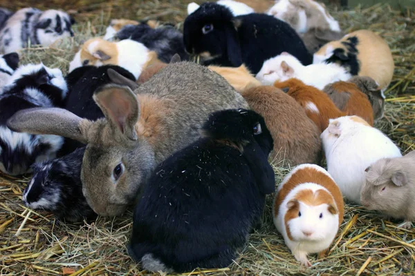 Porcos de Guiné e coelhos podem ser bons juntos — Fotografia de Stock