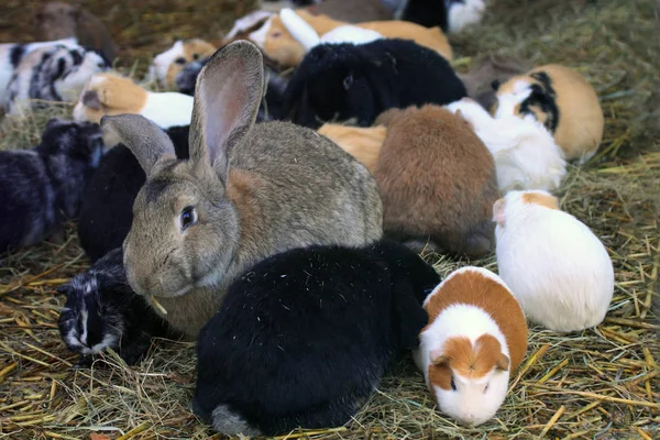 Cavia's en konijnen — Stockfoto