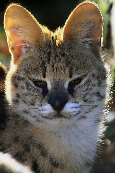 Сервал Leptailurus сервала Felis Сервал