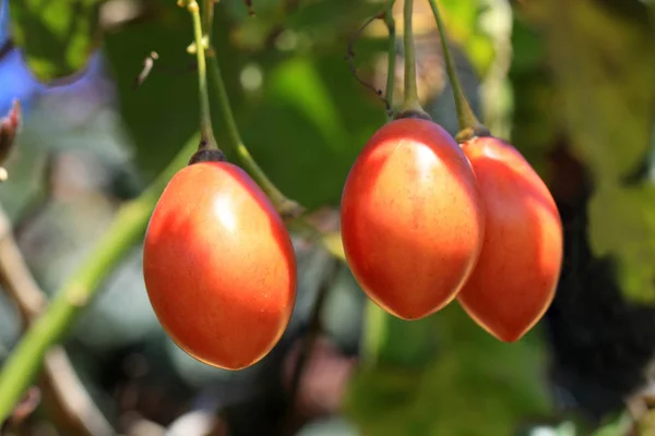 Tomate Árvore Cyphomandra betacea — Fotografia de Stock