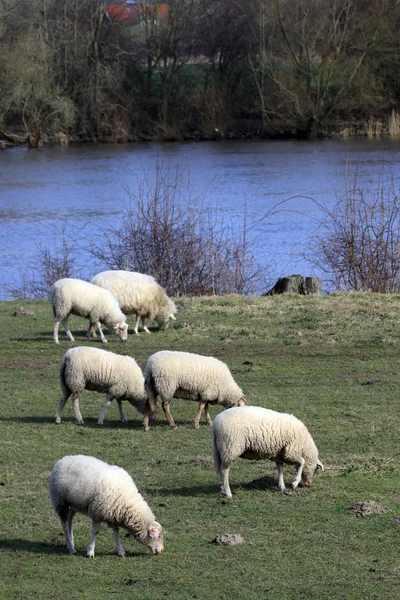 Terras agrícolas com ovinos — Fotografia de Stock