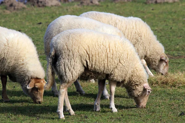 Schafe (ovis aries)) — Stockfoto