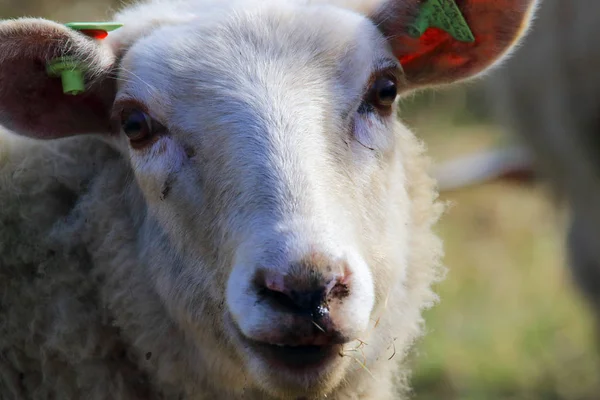 Schapen dieren van dichtbij — Stockfoto