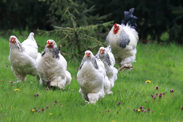 Polli con gallo in esecuzione — Foto Stock