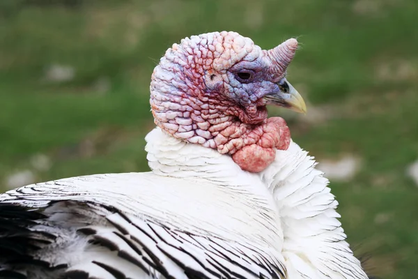 Turecko je pták z rodiny slepice — Stock fotografie