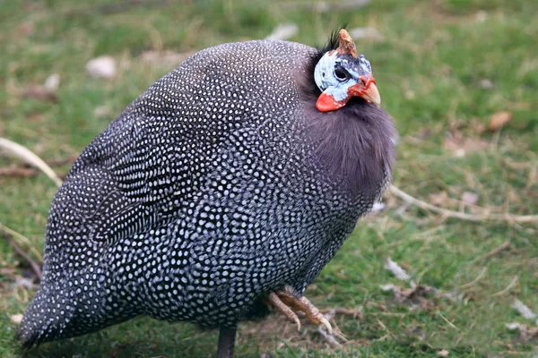 Guineafowl bird is originally from Africa — Stock Photo, Image