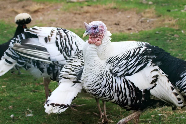 Turecko je velký pták z rodu Meleagris — Stock fotografie
