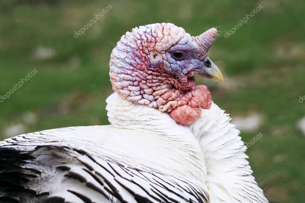 The turkey is a bird from the fowl's family