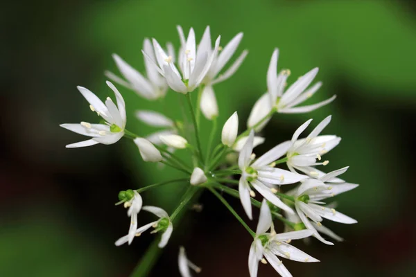 Allium ursinum flores — Fotografia de Stock