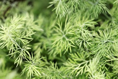 Dereotu otlar genç bitki, Anethum Sowa 