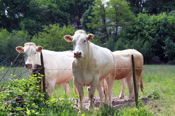 Blonde d'Aquitaine jsou velké krávy a zvířata — Stock fotografie