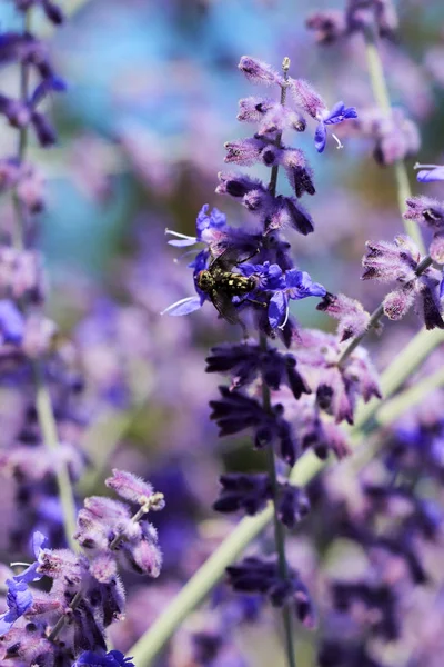 Flowers of Salvia nemorosa with a fly — Stock Photo, Image