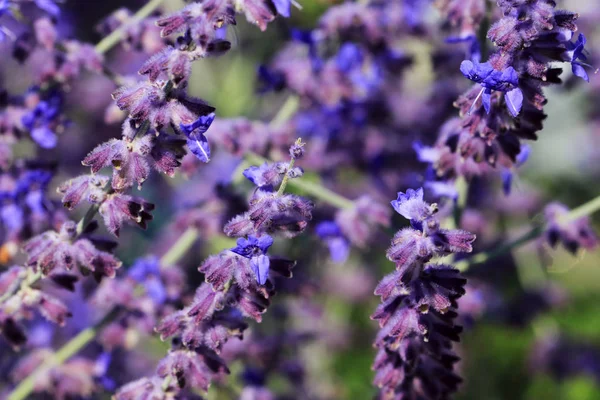 Blue-purple flowers of Salvia nemorosa — Stock Photo, Image