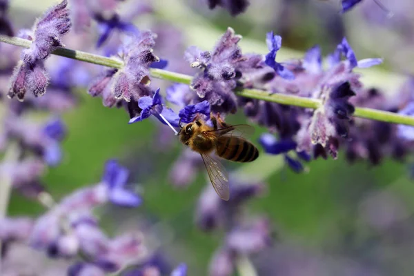Flowers of Salvia with a Bee — Stock Photo, Image