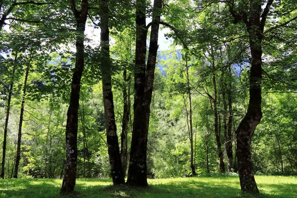 Skog med trær og gress – stockfoto