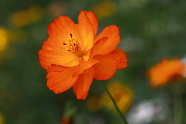 Cosmea - Cosmea mantarı, parlak turuncu-kırmızı çiçek