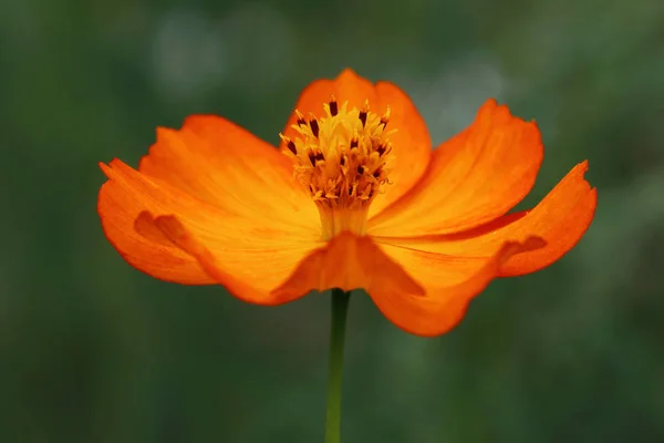 Украшенный цветок Cosmea Sunrise- Cosmea sulphureus — стоковое фото