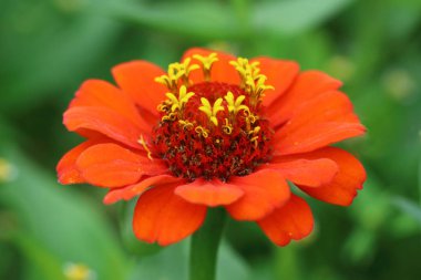 Kırmızı Zinnia sarı taçlı