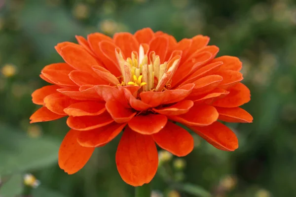 Doppelblütige rote Zinnia-Blume — Stockfoto