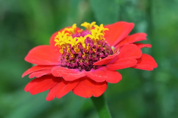 Schöne warme rote Zinnie mit gelber Krone — Stockfoto