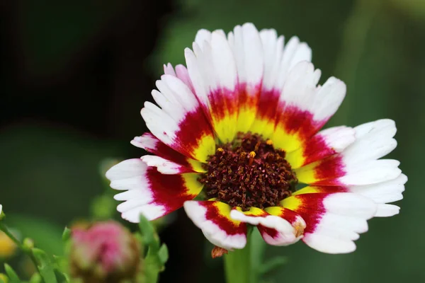 Margriet Rainbow Flower (Chrysanthemum carinatum) — Stock Photo, Image