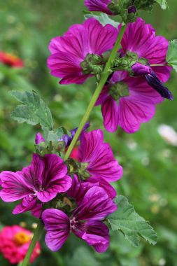 Büyük malva - Lavatera Burgundy şarap