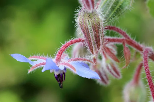 Borago officinalis fiore commestibile — Foto Stock