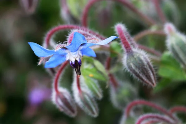 A flor comestível Borago officinalis — Fotografia de Stock