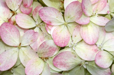 Kırmızı noktalar ile beyaz ortanca