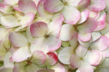 Erik ortanca-ortanca paniculata