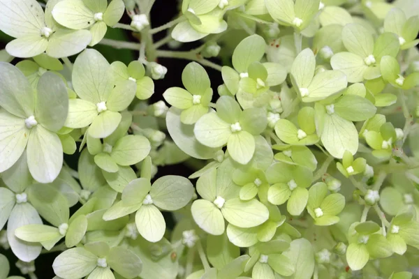 Beyaz ortanca genç yaprakları