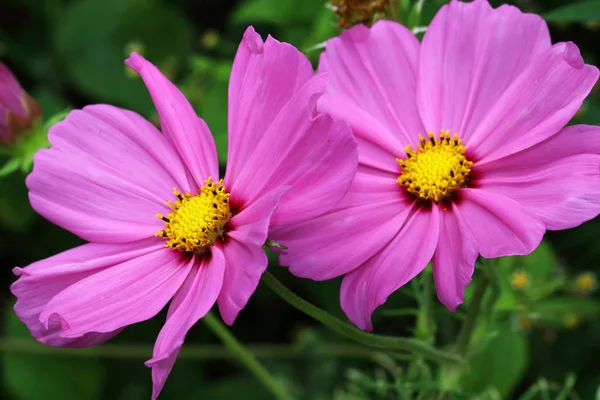 Flores cor-de-rosa Cosmea de Cosmos — Fotografia de Stock