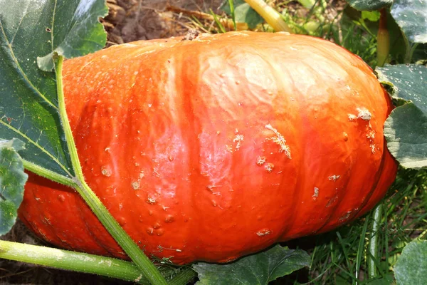 Les citrouilles sont une famille de gourdes et de concombres — Photo