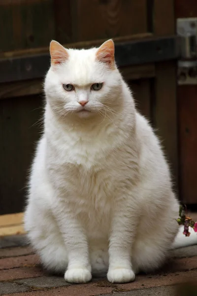 유럽 쇼트헤어 품종 고양이 지능적이 고 장난 — 스톡 사진