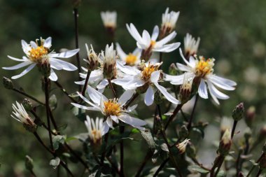 Aster divaricatus Beyaz orman aster çiçekler