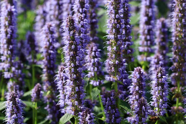 Sardunya himalayense mor renkli beyaz kalpli ve koyu damarlı mavi çiçekler