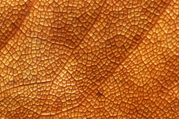 Сухой лист дерева магнолии — стоковое фото