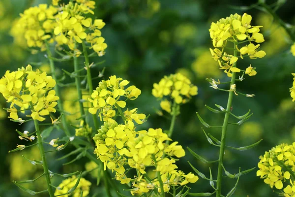 Yellow rap flowers also called rapeseed — Stock Photo, Image