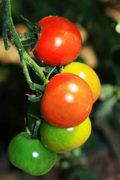 Los sabrosos tomates en el arbusto —  Fotos de Stock