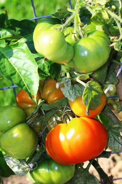 Grandes tomates poussent sur le buisson — Photo