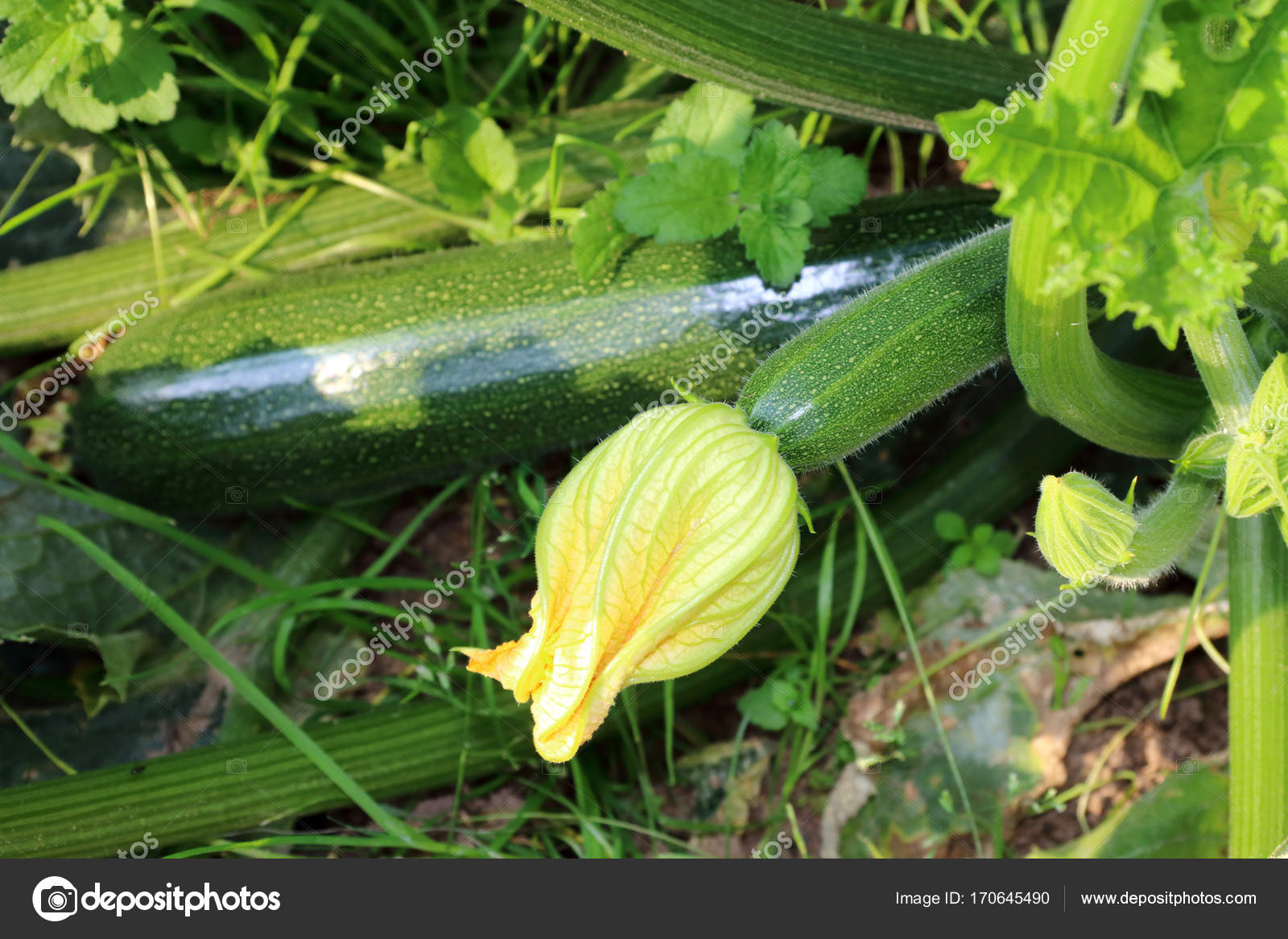 Green courgettes with edible flower Stock Photo by ©Mayerberg 170645490
