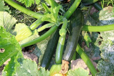 Kendi bahçesinden kabak