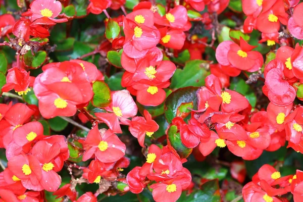 Malé červené květy Begonia — Stock fotografie