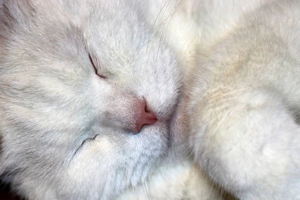 上げられた足に眠っているヨーロピアンショートヘア白猫 — ストック写真
