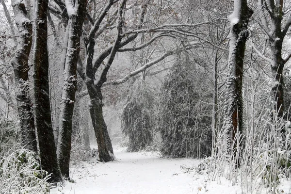 Bellezza Tempo Invernale Una Bella Foresta Invernale Durante Prima Nevicata — Foto Stock