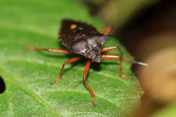 Punaise Pattes Rouges Pentatoma Rufipes Est Répandue Europe Mais Aussi — Photo