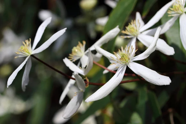 Plamének Clematis Armandii Jabloň Kvete Bílými Květy Vždy Zelené Listy — Stock fotografie