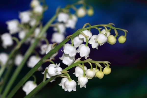 Gyönyörű Virágok Convallaria Majalist Mérgezőek Gyöngyvirág Egy Évelő Növény Megtalálható — Stock Fotó