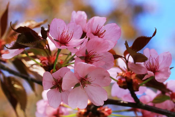 Primavera Todos Los Árboles Frutales Florecen Con Hermosas Flores —  Fotos de Stock