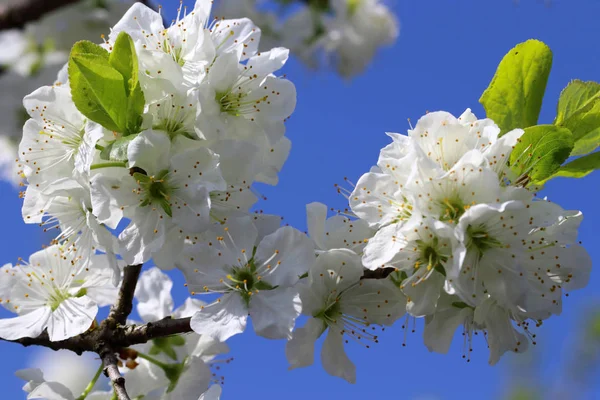 Flor Blanca Árboles Frutales Contra Cielo Azul —  Fotos de Stock